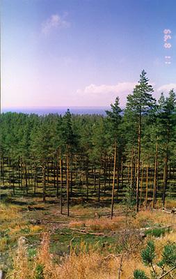 Северный берег Финского залива (Ермилово). Скоро солнечное затмение.